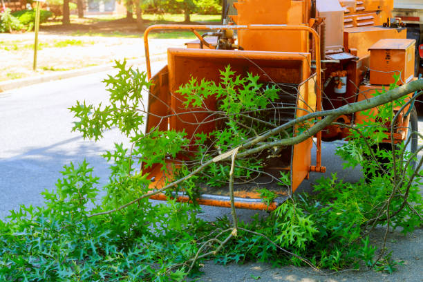 Best Sod Installation  in Litchfield, MI